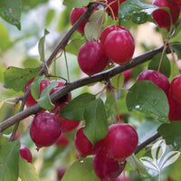 Callaway crabapple tree growing outdoors alongside other ornamental trees in a landscaped yard