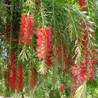 Bottle Brush Flowers Plant