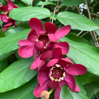 Calycanthus Aphrodite sweetshrub plant with glossy green leaves