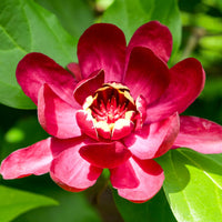 Close up of Calycanthus Aphrodite red flower petals