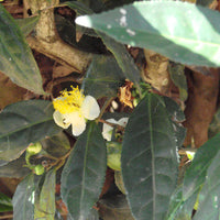 Big Leaf Tea Plant-