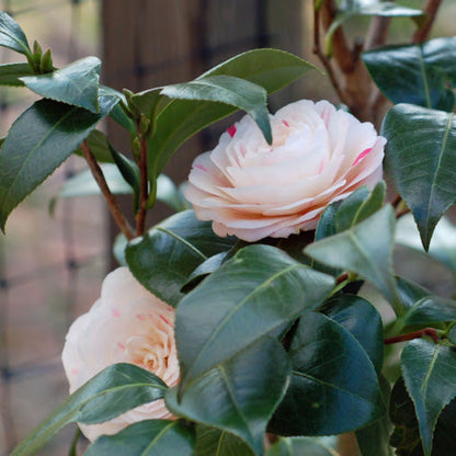 April Dawn Camellia-Cold Hardy to 5*F