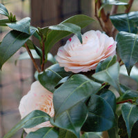 April Dawn Camellia-Cold Hardy to 5*F