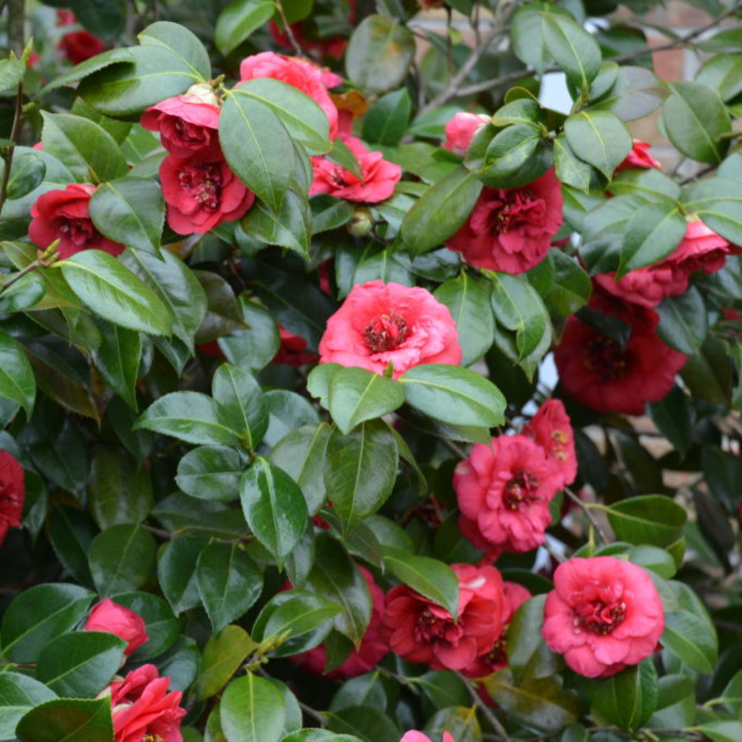 April Tryst Camellia-Cold Hardy to 5*F