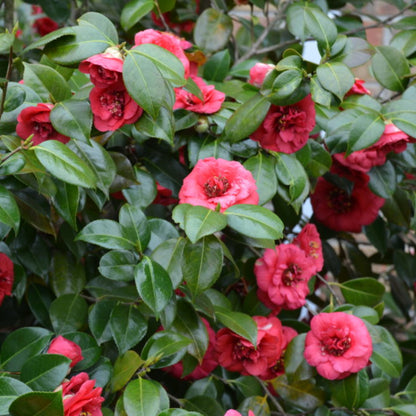 April Tryst Camellia-Cold Hardy to 5*F