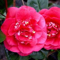 April Tryst Camellia-Cold Hardy to 5*F