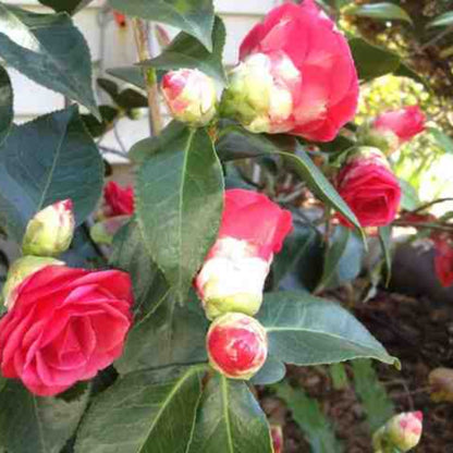 Arctic Rose Camellia-COLD HARDY to 5*F