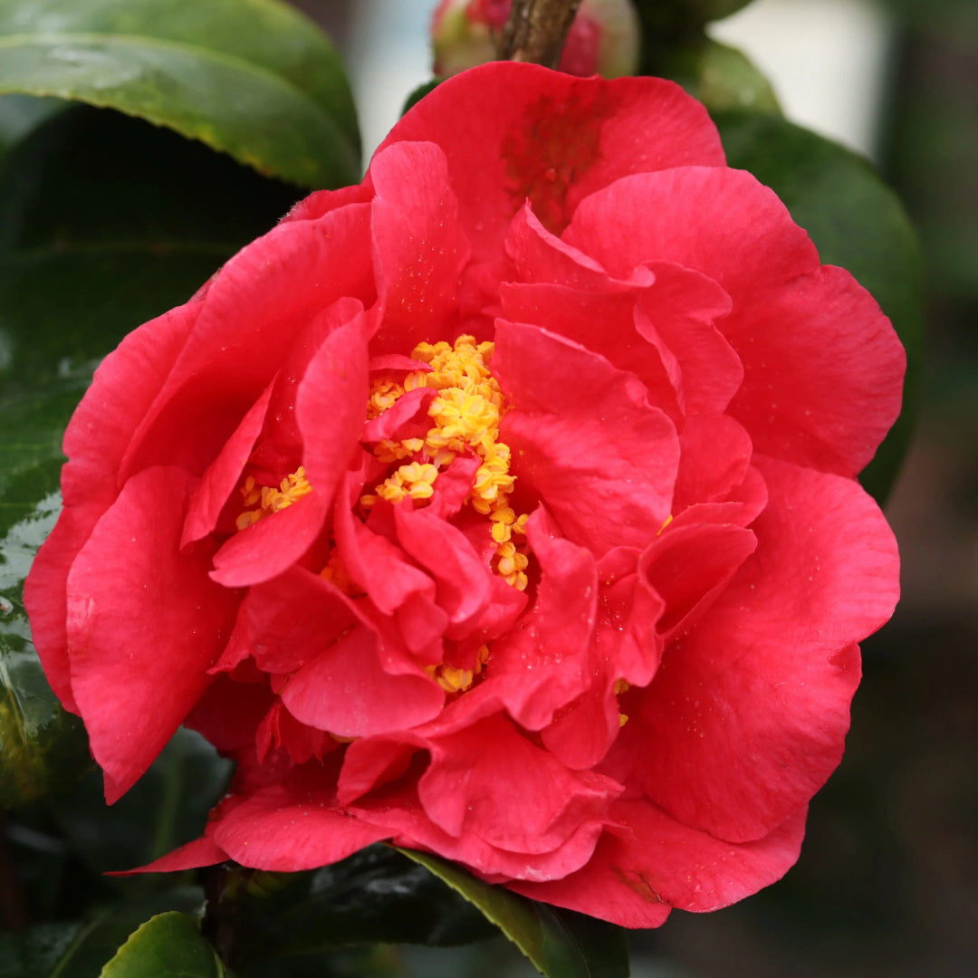 Camellia Alabama Beauty
