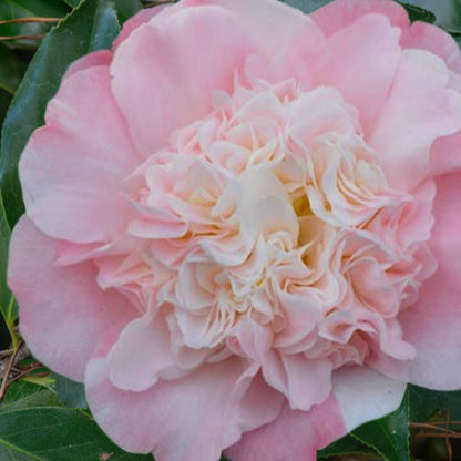 Look Again Camellia
