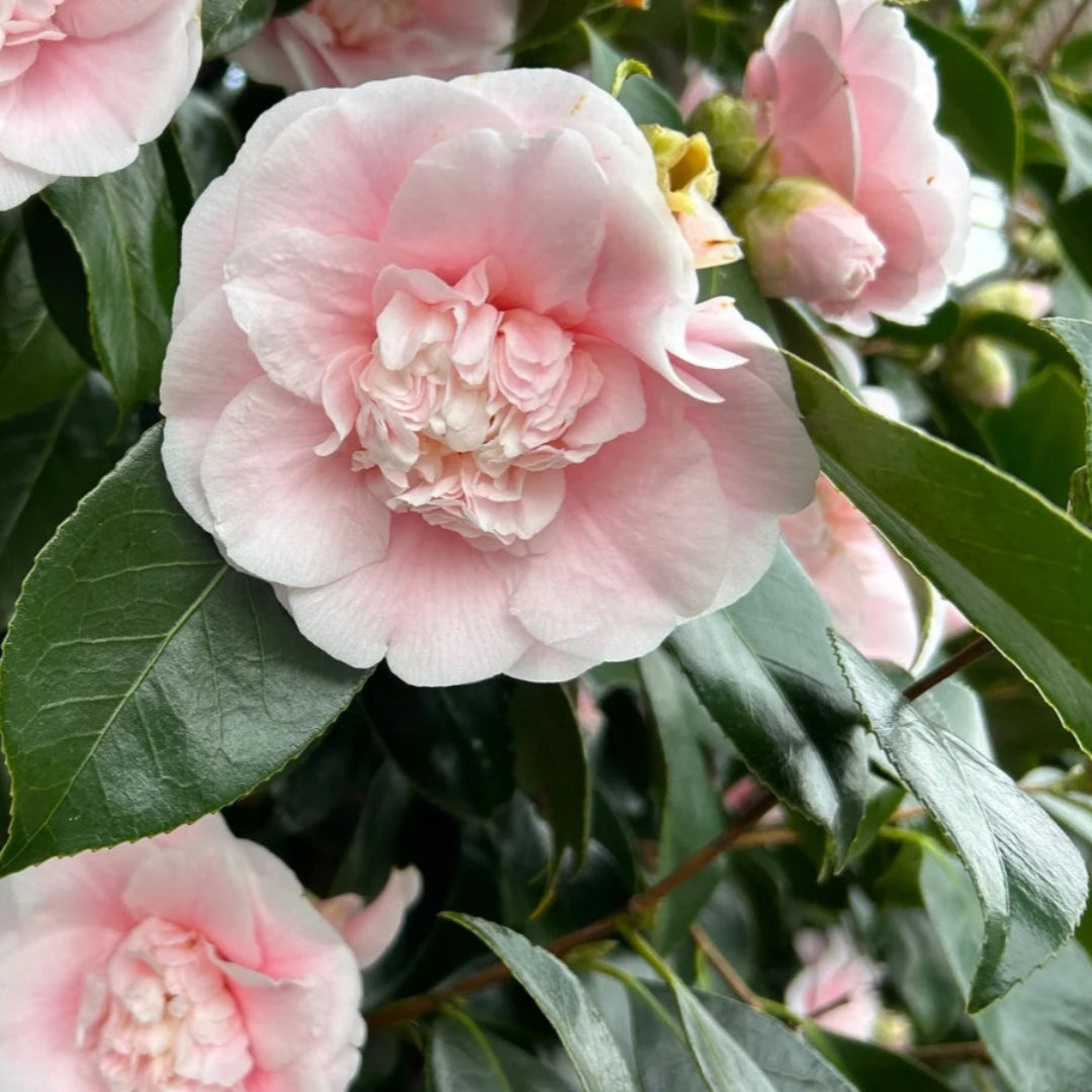 Look Again Camellia