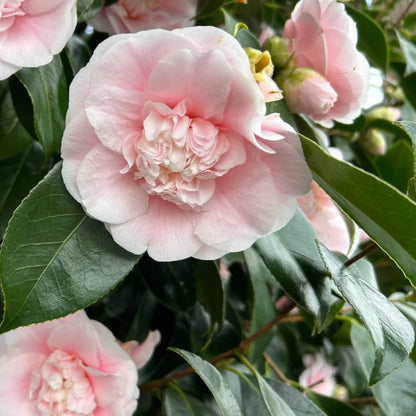 Look Again Camellia