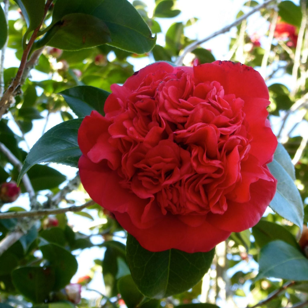 Camellia Professor Sargent / Professor Sargent Camellia Plant