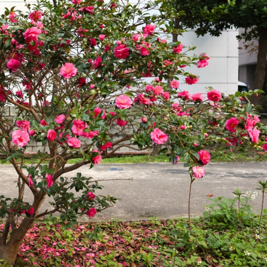 Brandys Temper Camellia