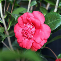 April Tryst Camellia-Cold Hardy to 5*F