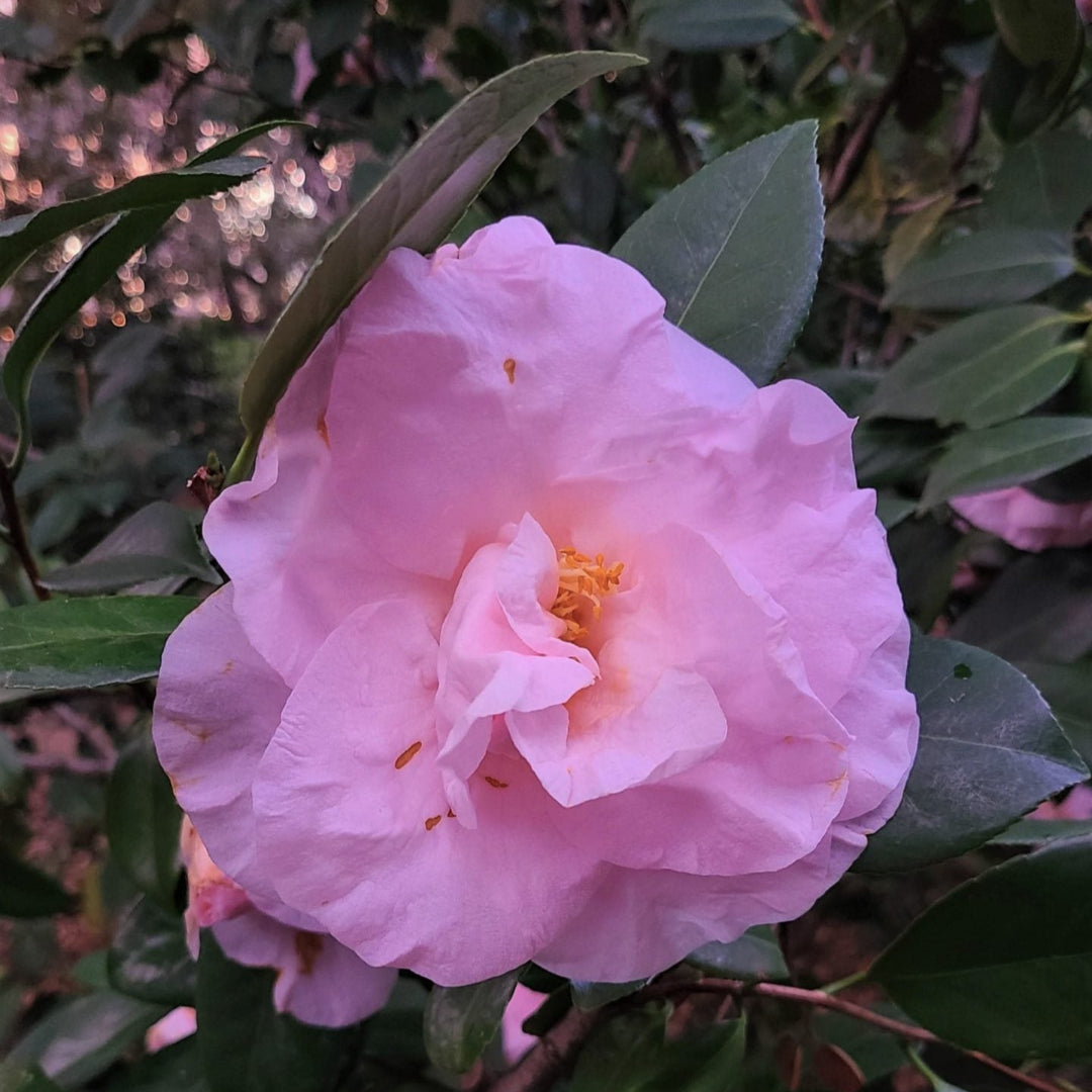 Moonlight Bay Camellia-Exceptional Flushed Pink Blooms