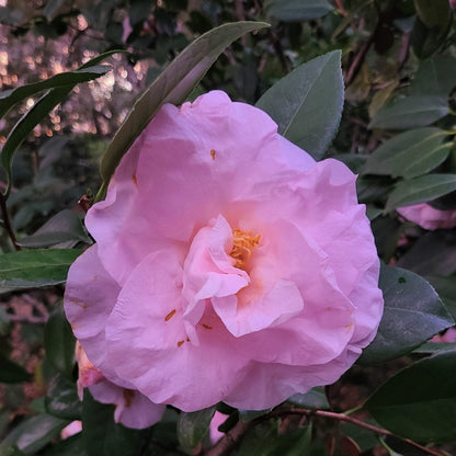 Moonlight Bay Camellia-Exceptional Flushed Pink Blooms