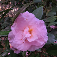 Moonlight Bay Camellia-Exceptional Flushed Pink Blooms