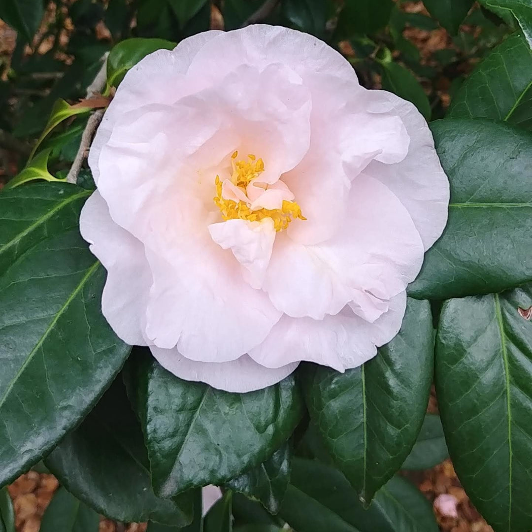 Moonlight Bay Camellia-Exceptional Flushed Pink Blooms