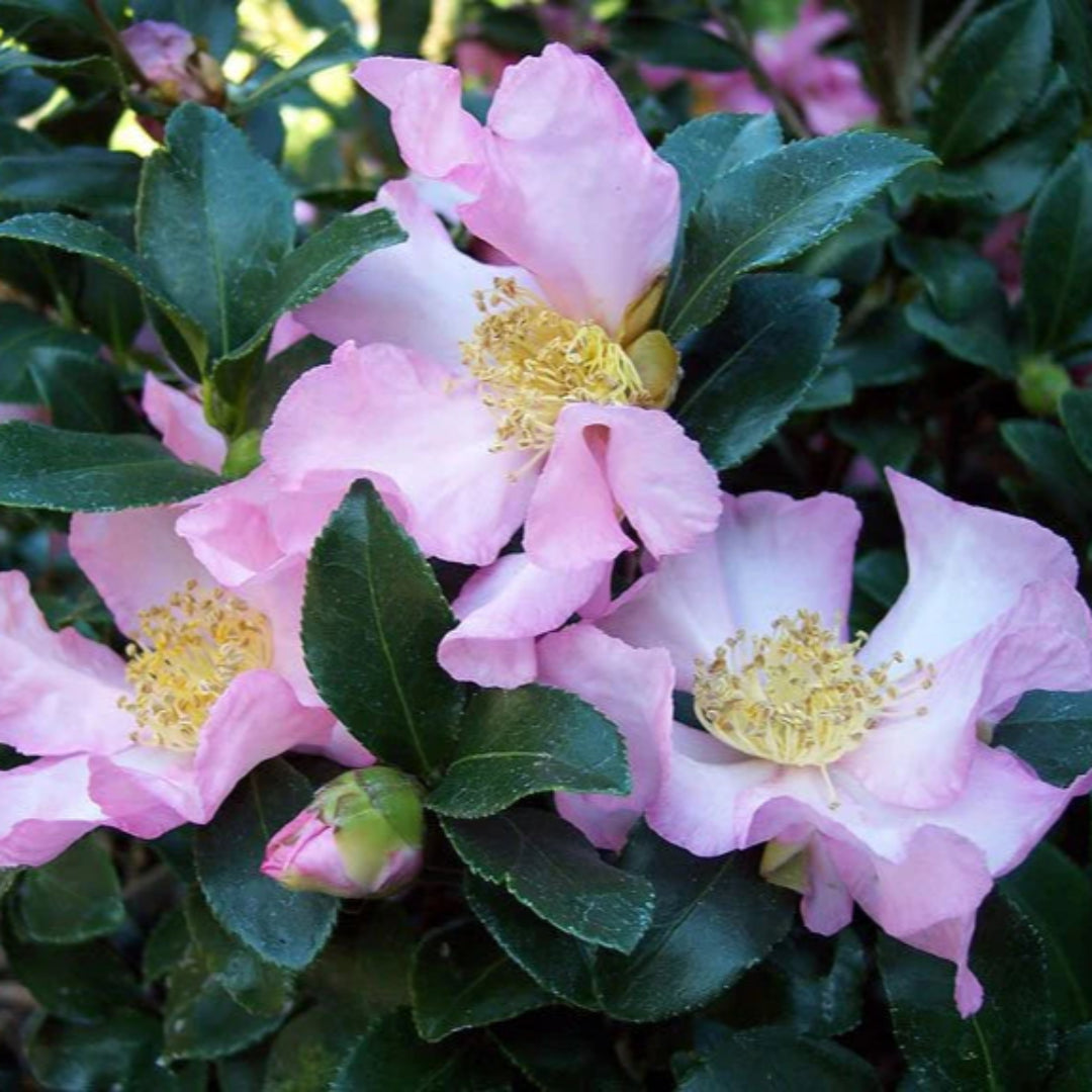 Camellia Sasanqua Cleopatra