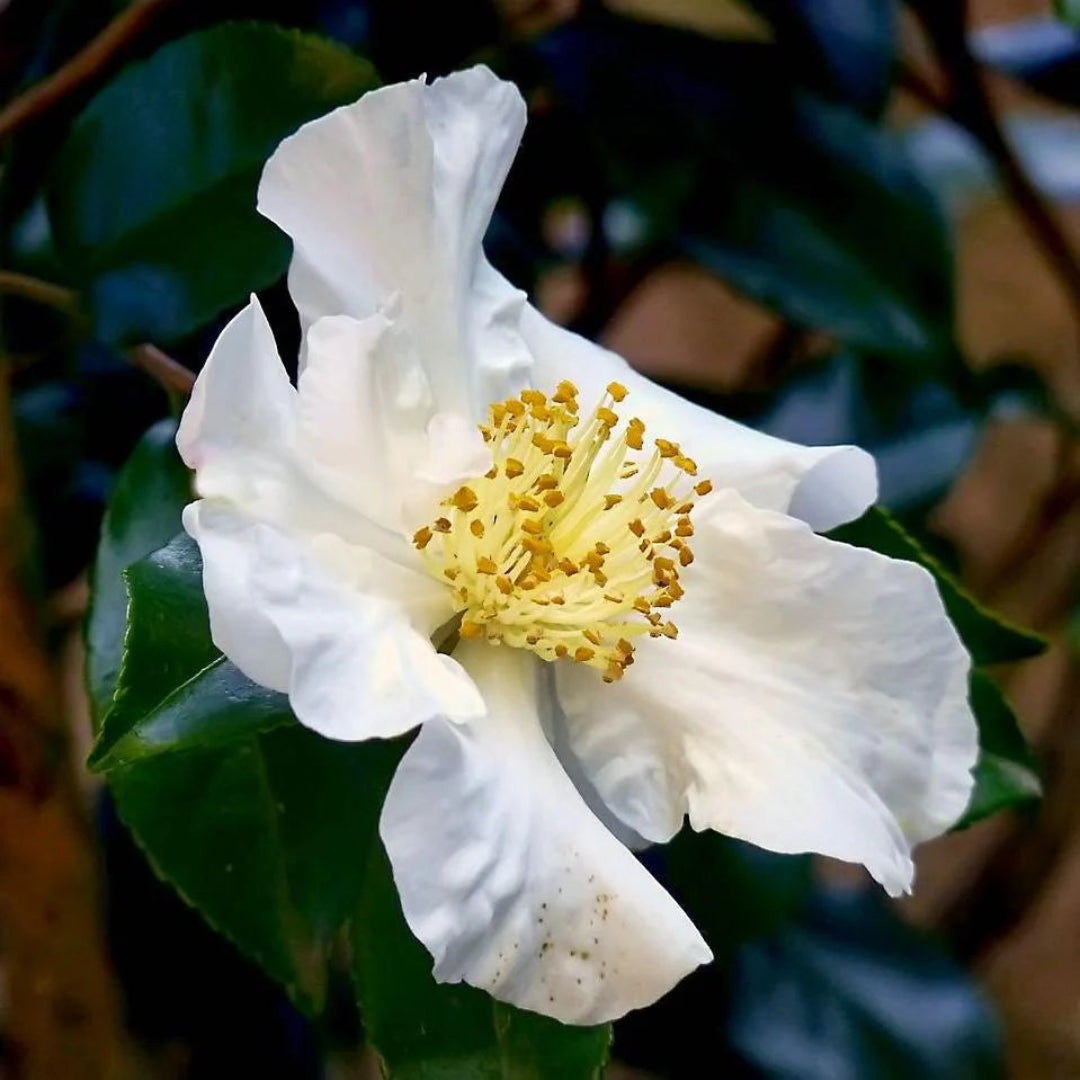Daydream Camellia