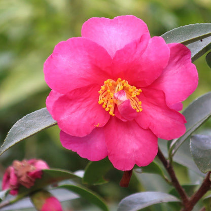 Autumn Sun Camellia Sasanqua
