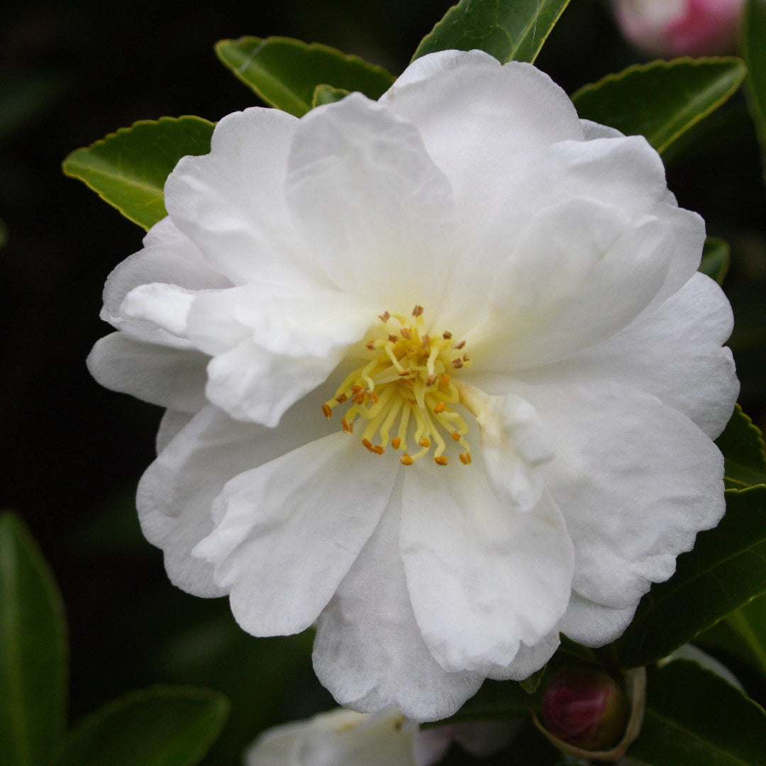 Northern Exposure Camellia