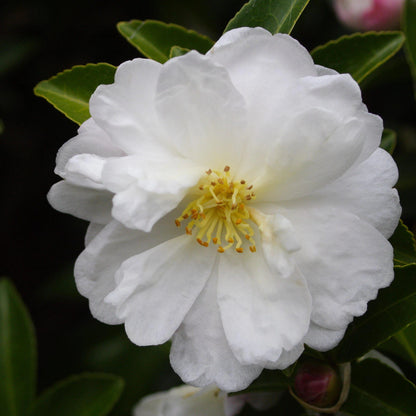 Northern Exposure Camellia