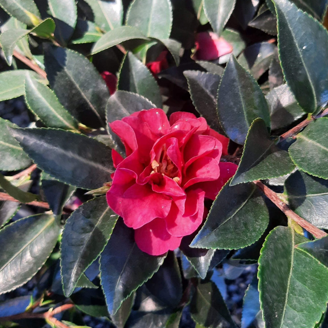 October Magic Ruby Camellia