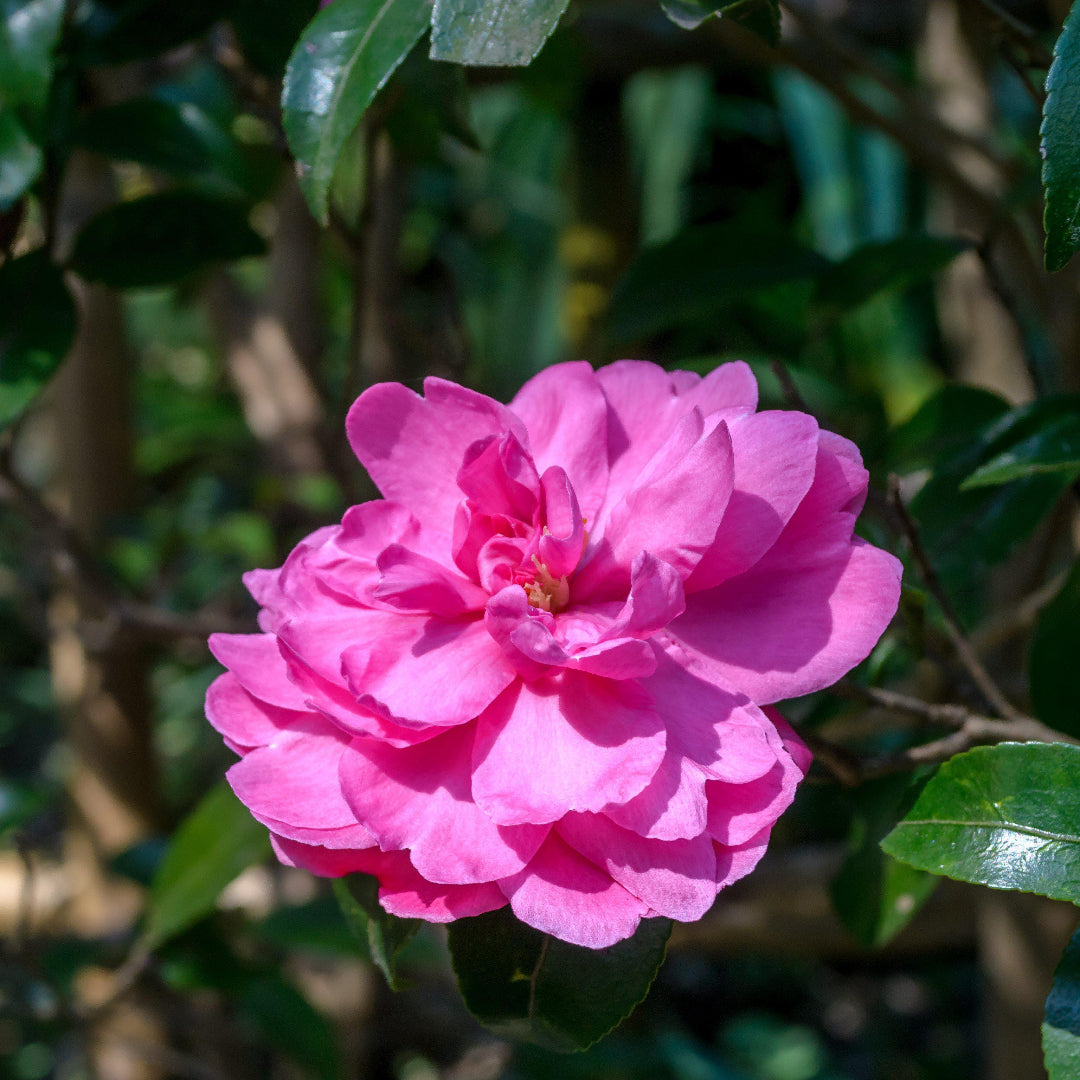 Sparkling Burgundy Camellia