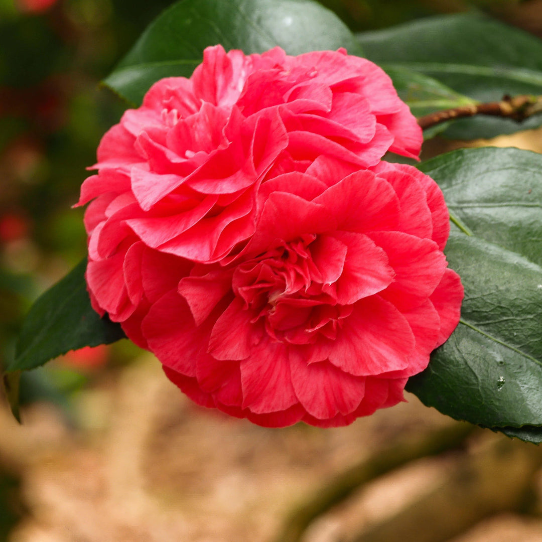 Camellia Alabama Beauty