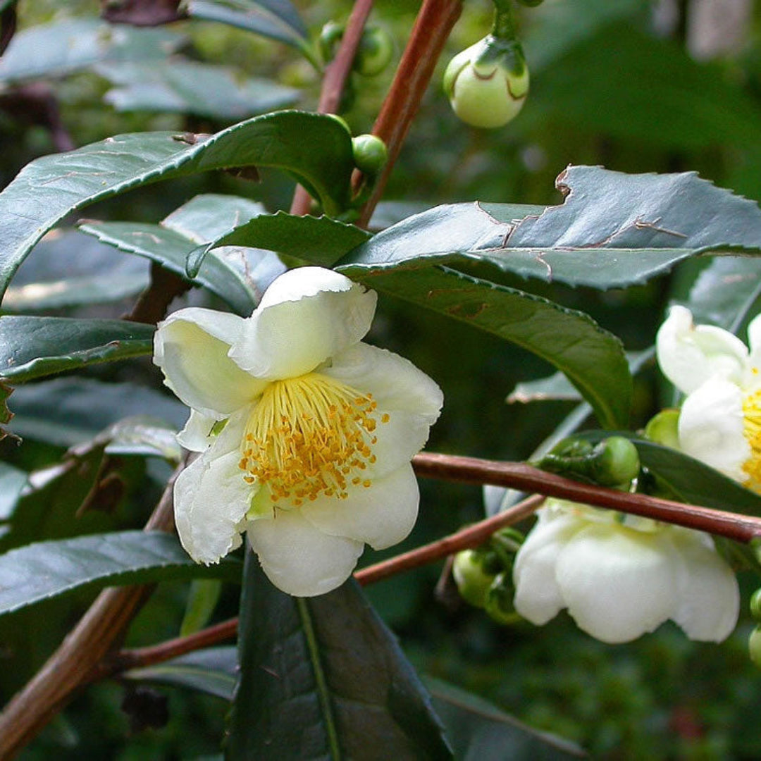 Camellia Sinensis Tea Breeze