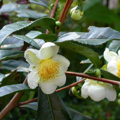 Camellia Sinensis Tea Breeze