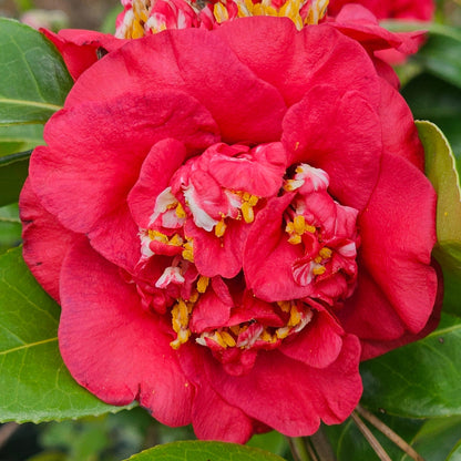 April Tryst Camellia-Cold Hardy to 5*F