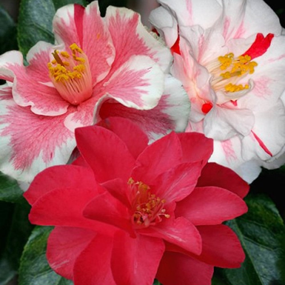 Camellia Lady Vansittart