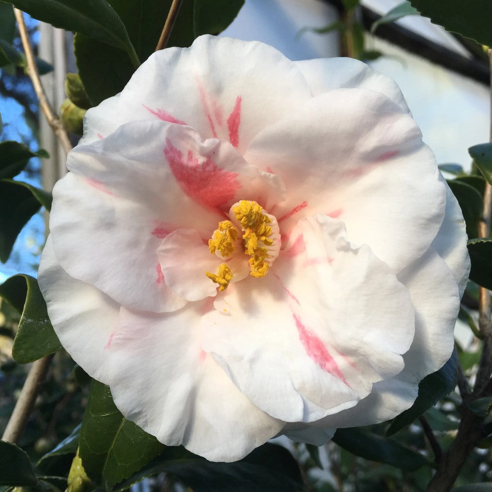 Camellia Lady Vansittart