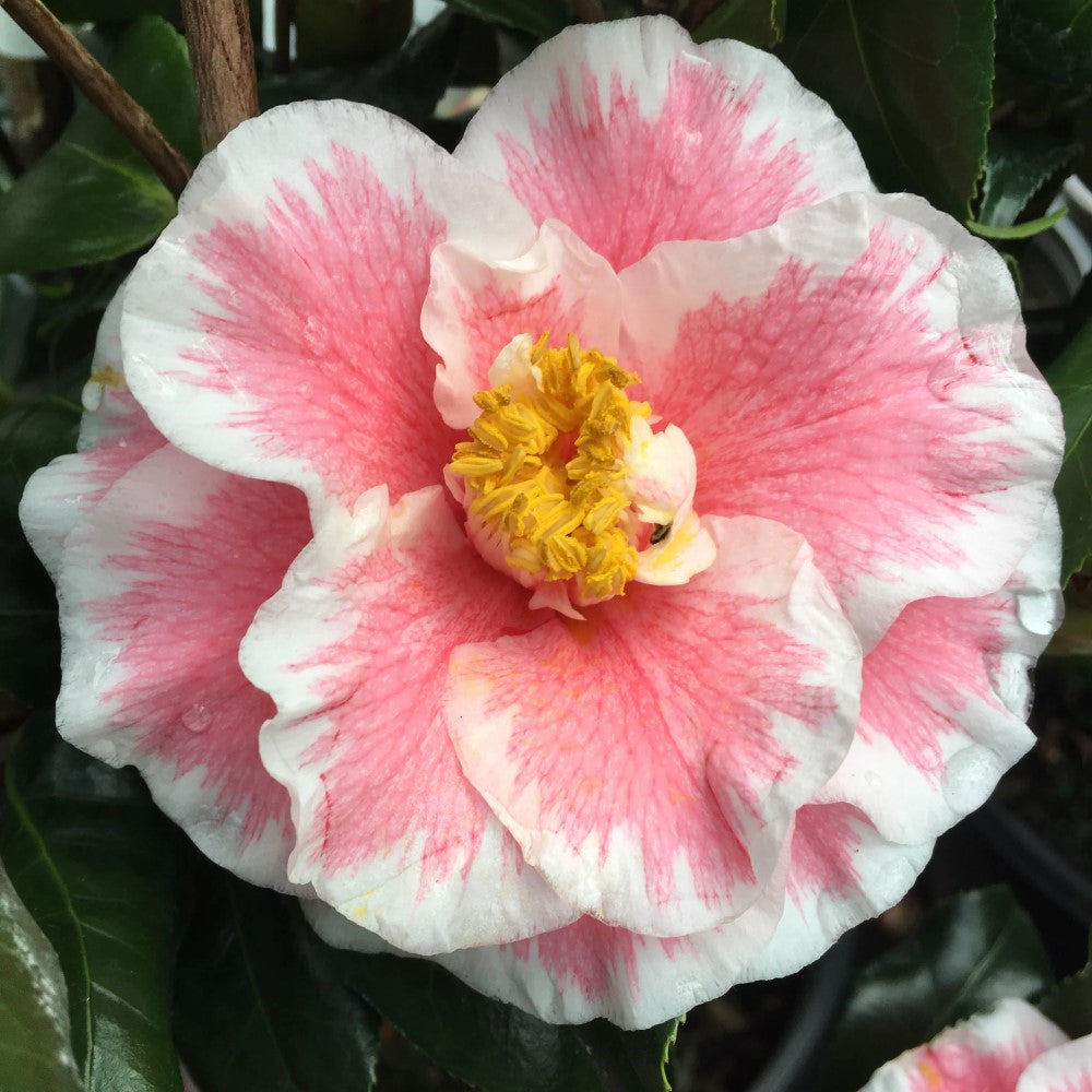 Camellia Lady Vansittart