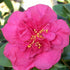 Camellia Sasanqua Bonanza shrub with bright pink winter flowers