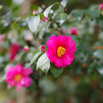 Camellia Kanjiro Flower Plant Semi Double Pink Blooms