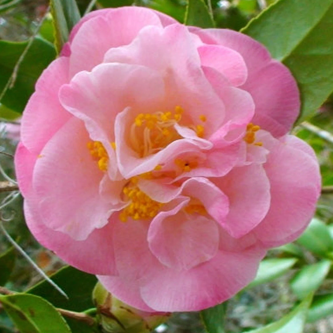 Mrs. Lyman Clarke Camellia