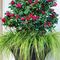 October Magic Ruby Camellia