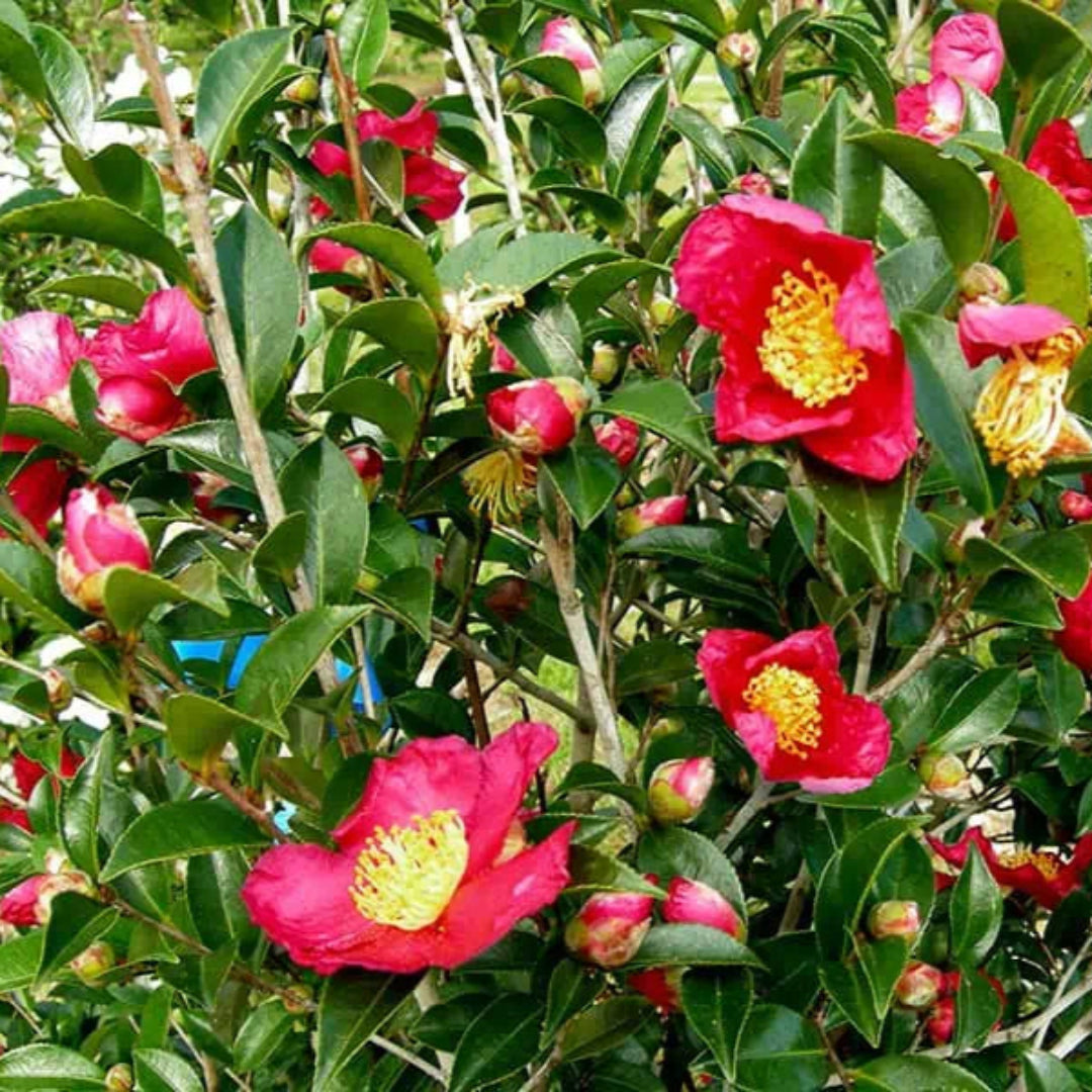 Red Bird Camellia