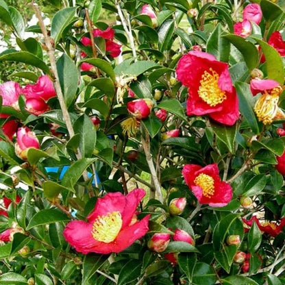 Red Bird Camellia