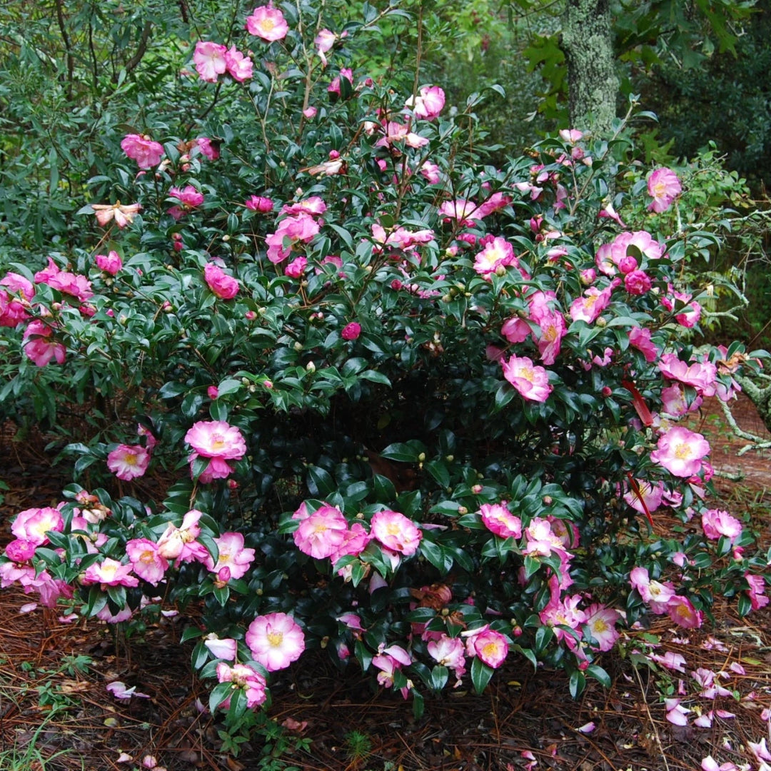 Autumn Sun Camellia Sasanqua