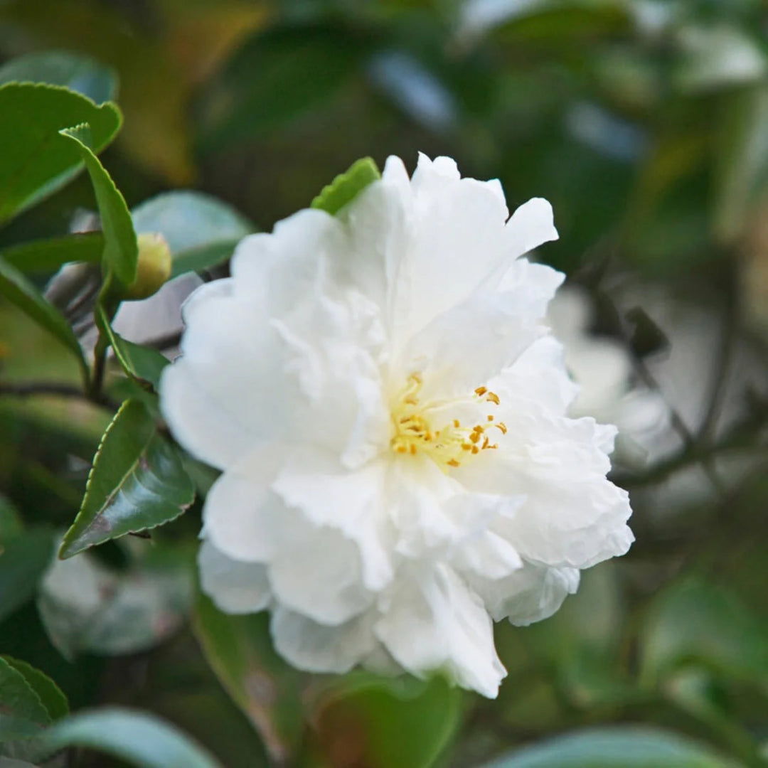Camellia Autumn Rocket Plant-Stunning White Blooms