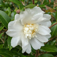 Winter's Snowman Camellia-Cold Hardy to 5*F