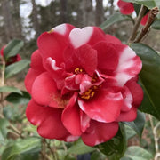 Camellia Governor Mouton