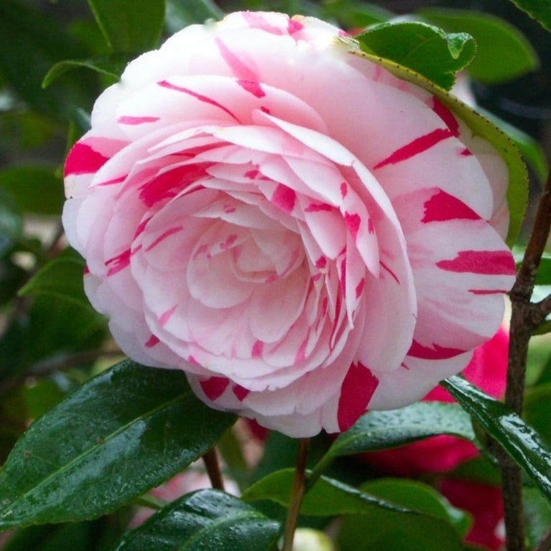 La Peppermint Camellia Japonica