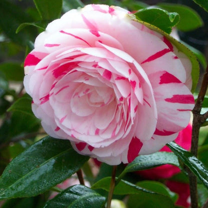 La Peppermint Camellia Japonica