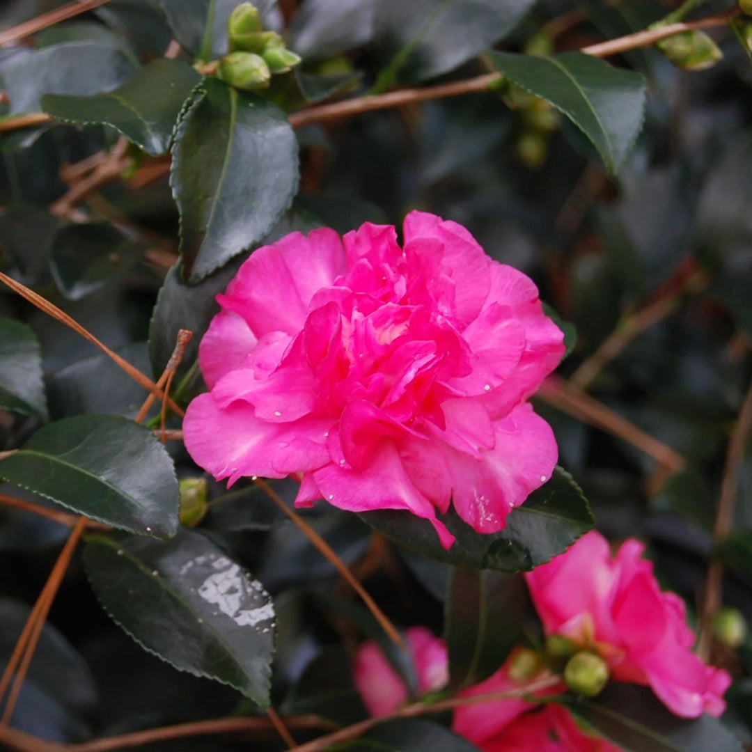 Sparkling Burgundy Camellia