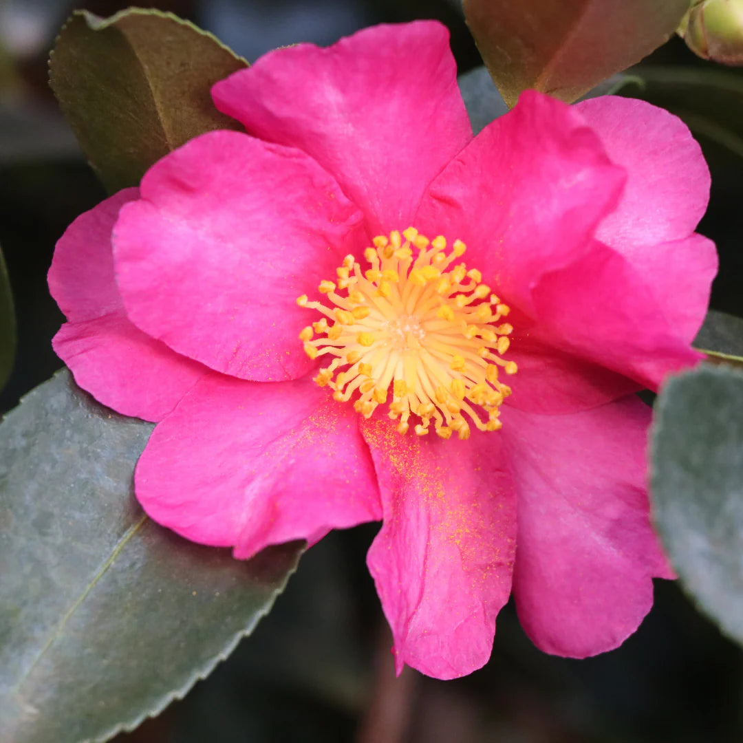 Camellia Kanjiro Flower Plant Semi Double Pink Blooms